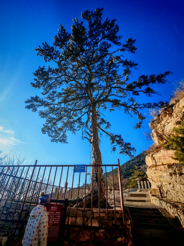 山巅古树蓝天景