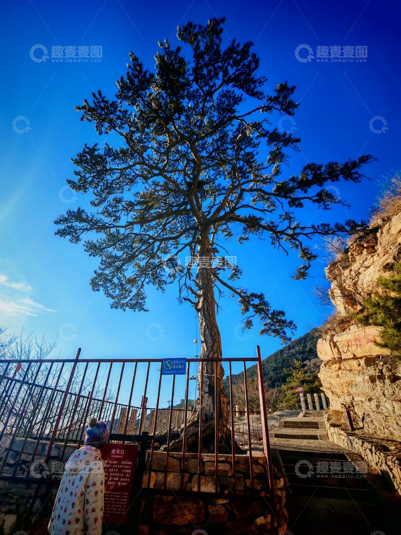 高清大图下载【趣麦麦图】-山巅古树蓝天景