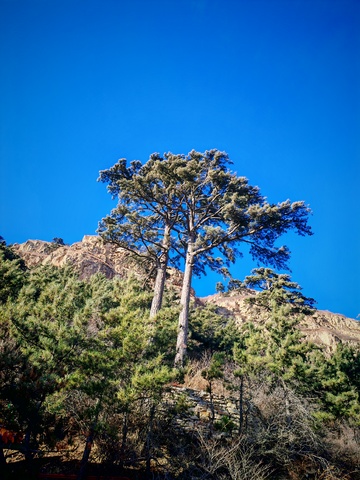 高山松树蓝天风景