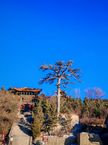 蓝天古刹松树风景