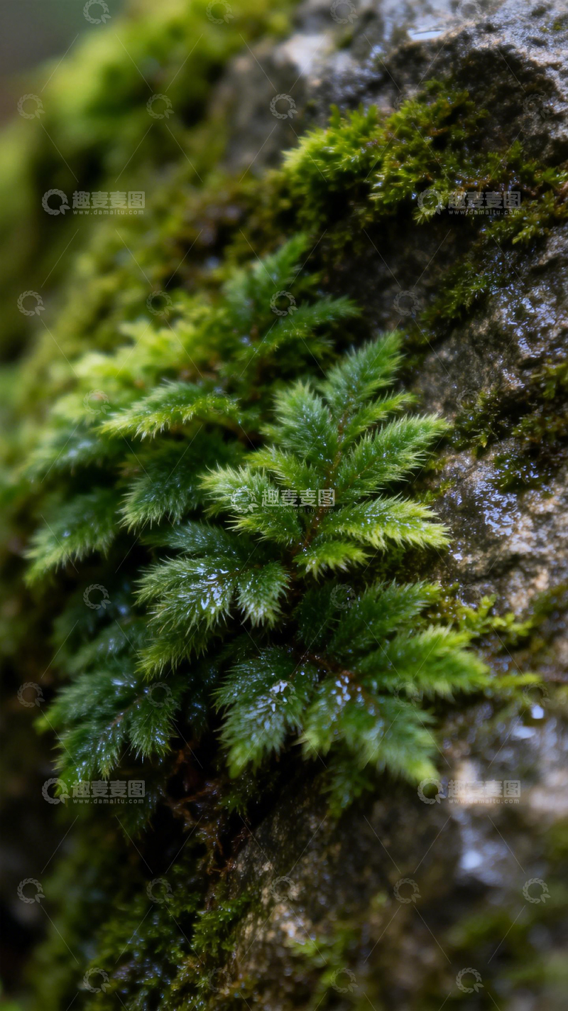 高清大图下载【趣麦麦图】岩壁青苔生机盎然