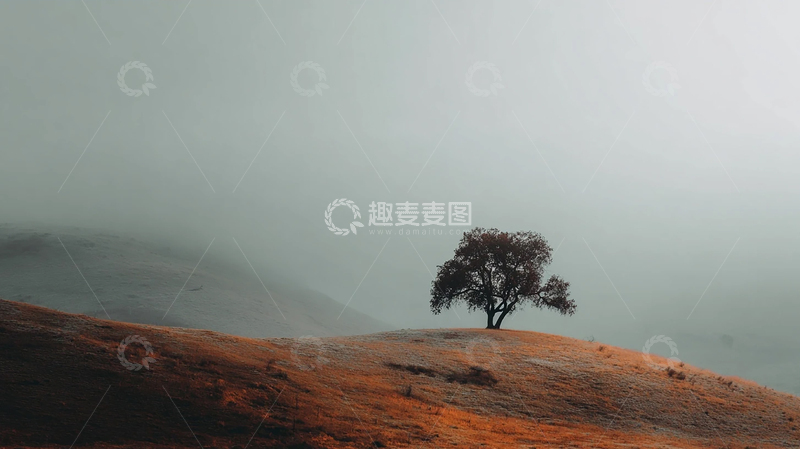 高清大图下载【趣麦麦图】孤独之树在雾海中静立