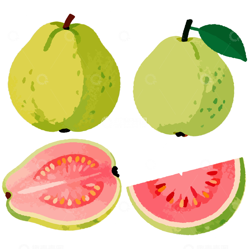 源文件下载【趣麦麦图】水彩柚子水果插画设计素材