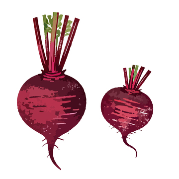 手绘甜菜根插画
