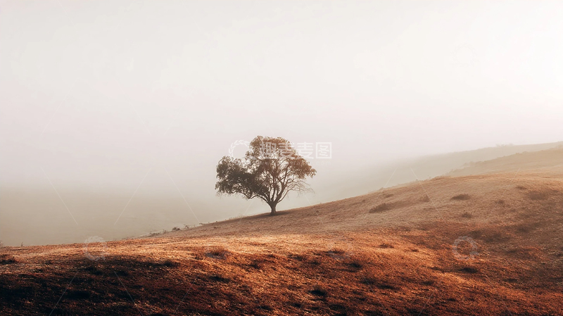 高清大图下载【趣麦麦图】孤独之树在晨雾中低语