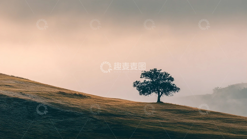 高清大图下载【趣麦麦图】孤树横卧在晨曦中的寂寞