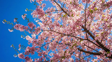 樱花盛开蓝天映衬春日美景