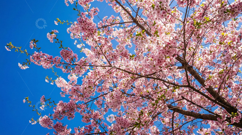 高清大图下载【趣麦麦图】-樱花盛开蓝天映衬春日美景