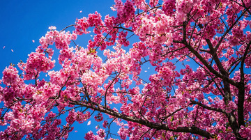 春日樱花盛开美景自然风光摄影