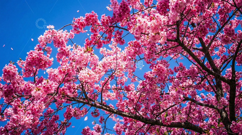高清大图下载【趣麦麦图】春日樱花盛开美景自然风光摄影