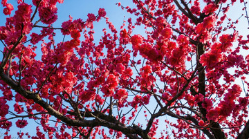 樱花盛开春天美景自然摄影