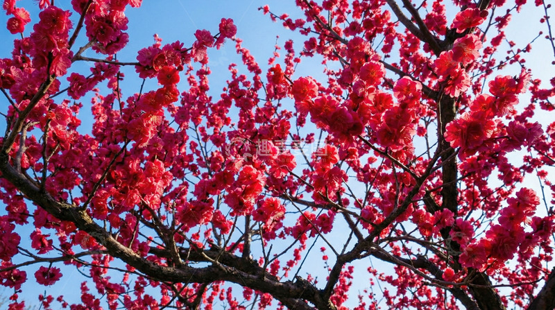 高清大图下载【趣麦麦图】樱花盛开春天美景自然摄影