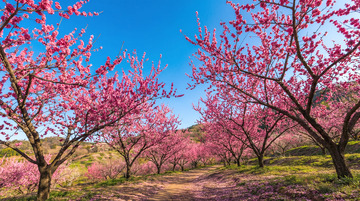 桃花盛开春日景色自然摄影
