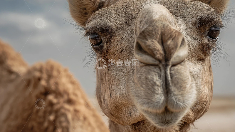 高清大图下载【趣麦麦图】沙漠中的温柔巨人