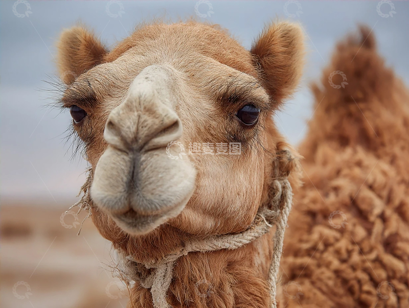 高清大图下载【趣麦麦图】孤独守望者的眼神