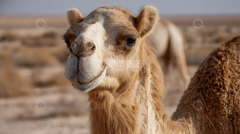 高清大图下载【趣麦麦图】骆驼的静谧瞬间