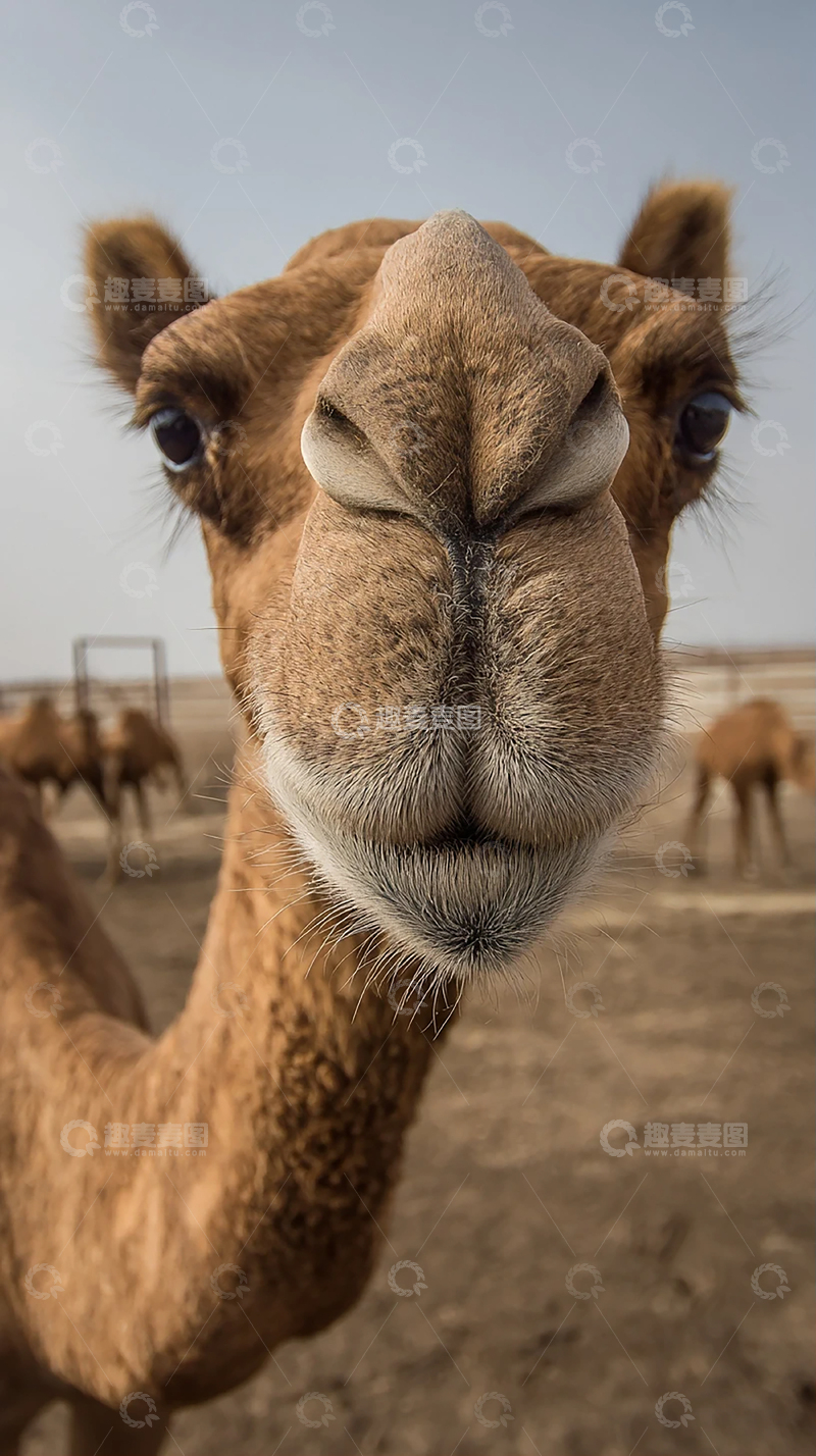 高清大图下载【趣麦麦图】一只好奇的骆驼近距离特写