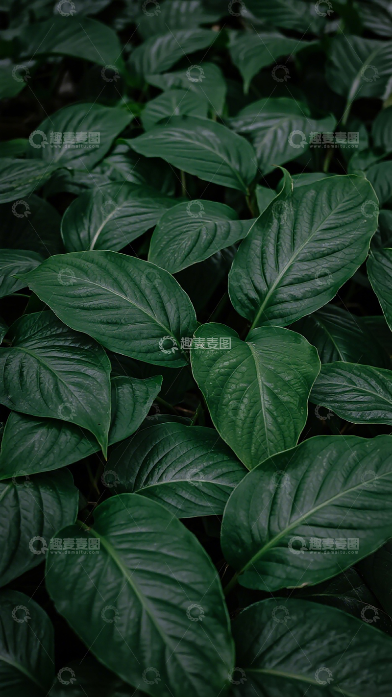 高清大图下载【趣麦麦图】深绿叶片密集植物背景