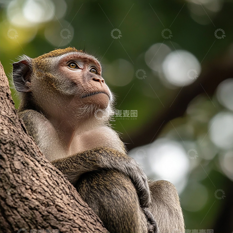高清大图下载【趣麦麦图】树梢上的孤独思索者