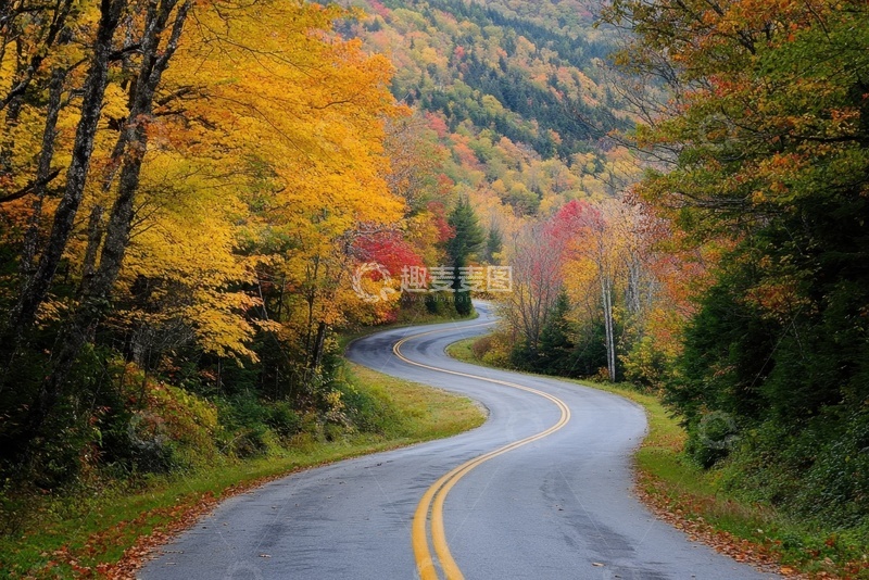 高清大图下载【趣麦麦图】树林里蜿蜒的马路