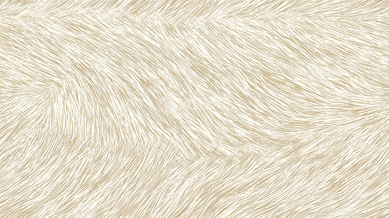 高清大图下载【趣麦麦图】细腻毛发的光影交响