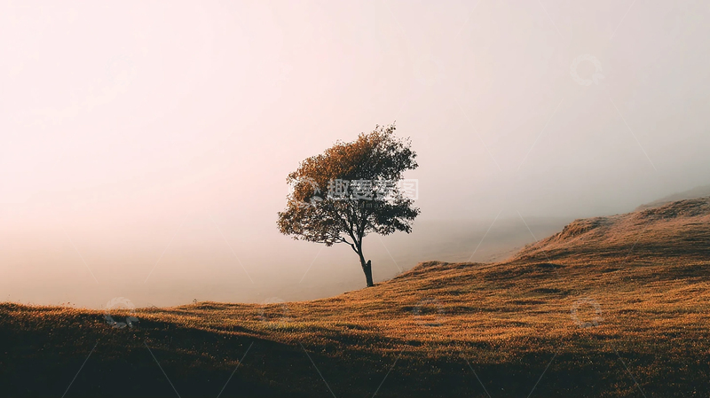 高清大图下载【趣麦麦图】孤树余晖下的秋日低语