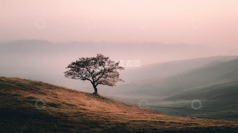 高清大图下载【趣麦麦图】迷雾中的孤树守望者