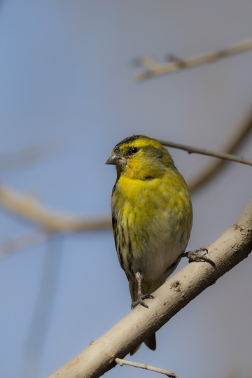 黄雀枝头翠羽鸣