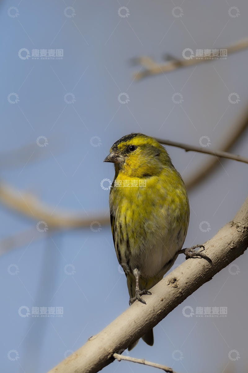 高清大图下载【趣麦麦图】黄雀枝头翠羽鸣