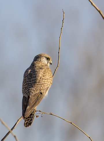 猛禽栖息在枯枝上