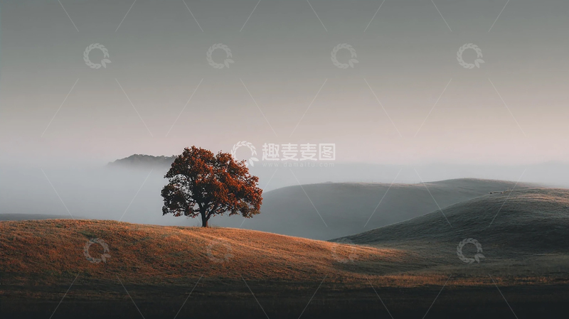 高清大图下载【趣麦麦图】迷雾中的孤树静谧之境