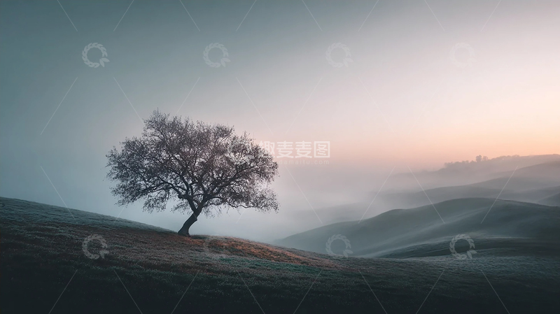 高清大图下载【趣麦麦图】孤独之树在晨雾中静立