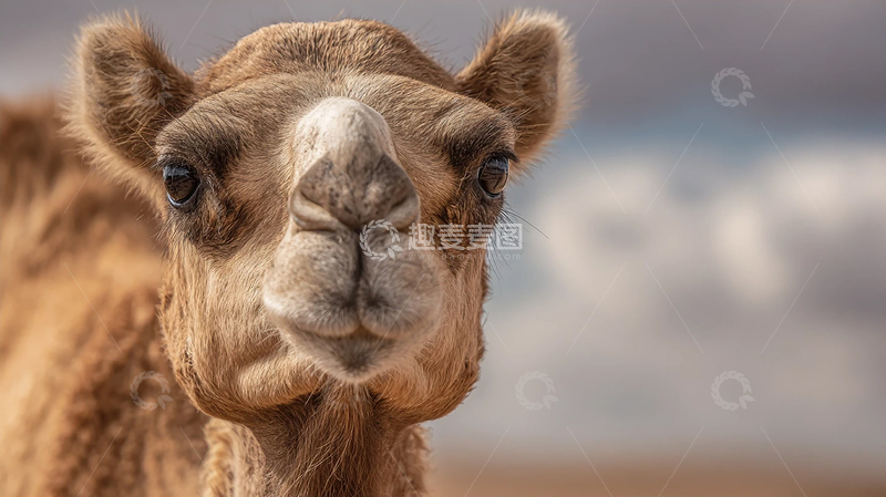 高清大图下载【趣麦麦图】沙漠孤影中的骆驼之谜