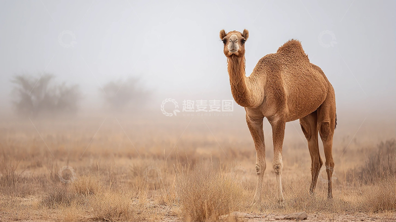 高清大图下载【趣麦麦图】沙漠之龙的神秘旅途