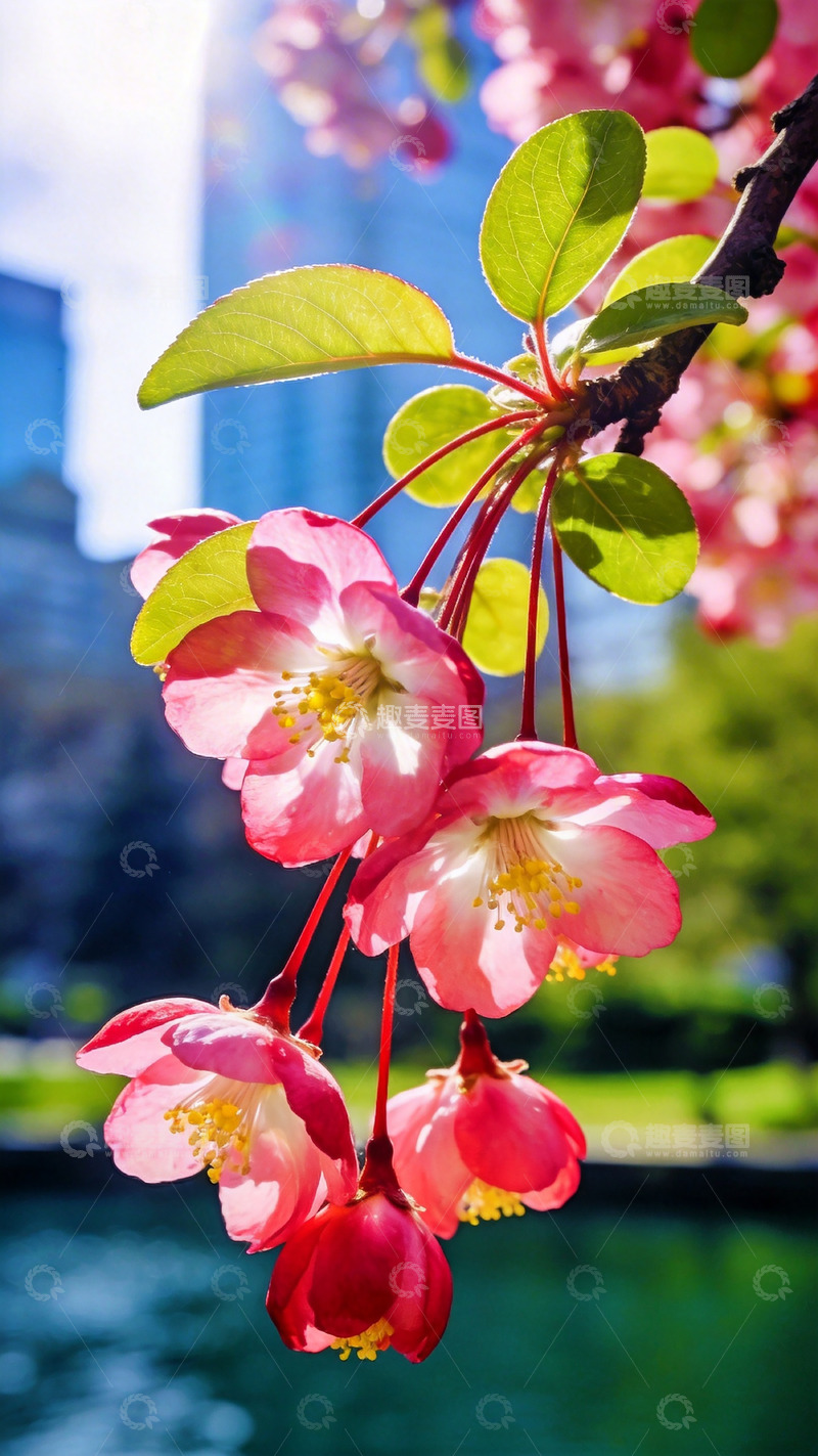 高清大图下载【趣麦麦图】春日樱花盛开美景