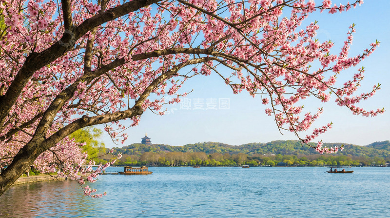 高清大图下载【趣麦麦图】春光樱花湖畔游船美景