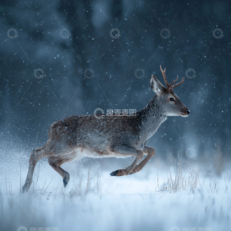 高清大图下载【趣麦麦图】雪夜奔跑的孤独鹿影