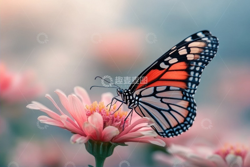 高清大图下载【趣麦麦图】采蜜的一只花蝴蝶