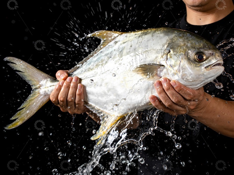 高清大图下载【趣麦麦图】鲳鱼水产海鲜