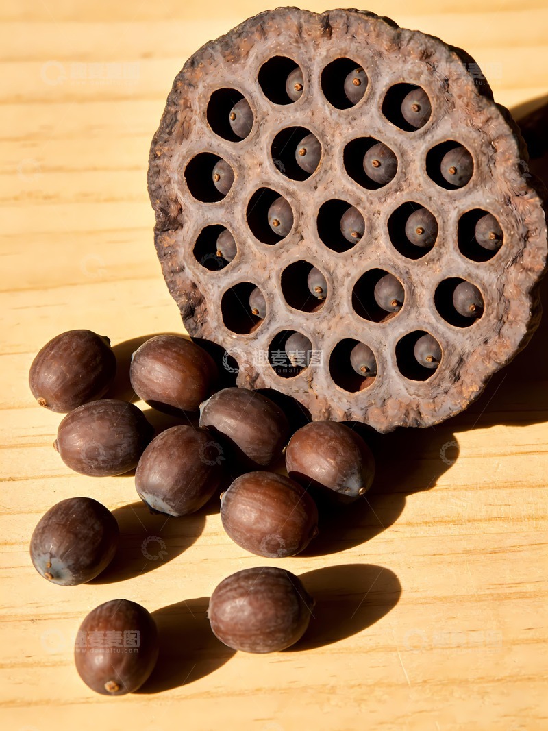 高清大图下载【趣麦麦图】带籽莲蓬图片