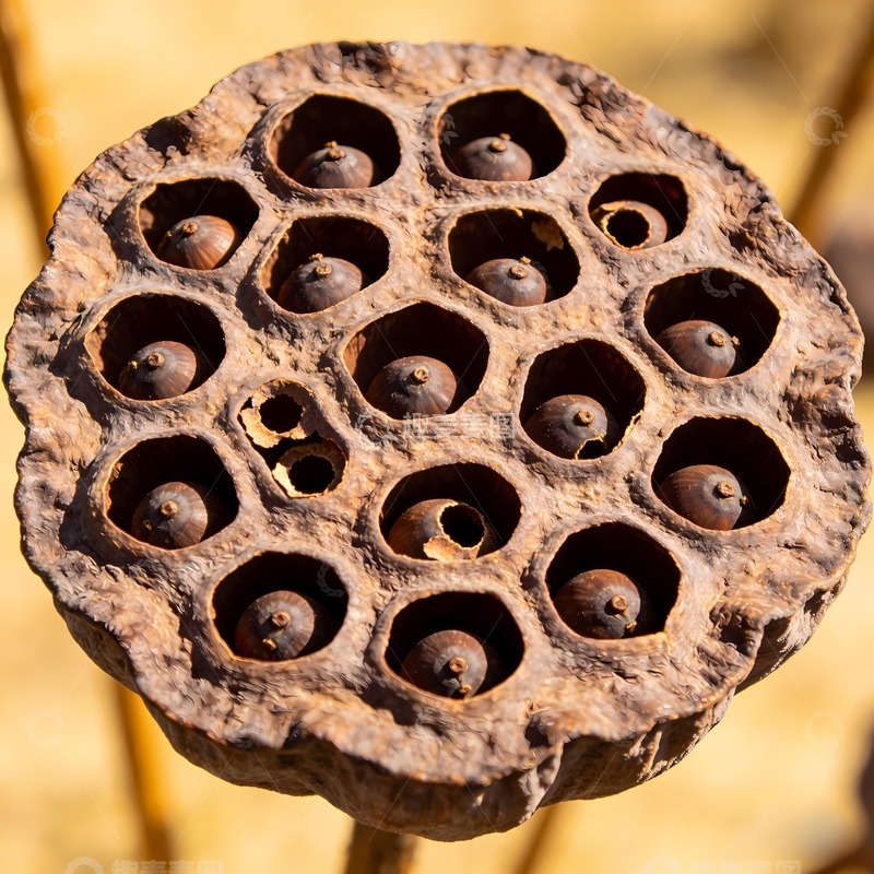 高清大图下载【趣麦麦图】城市莲蓬图片