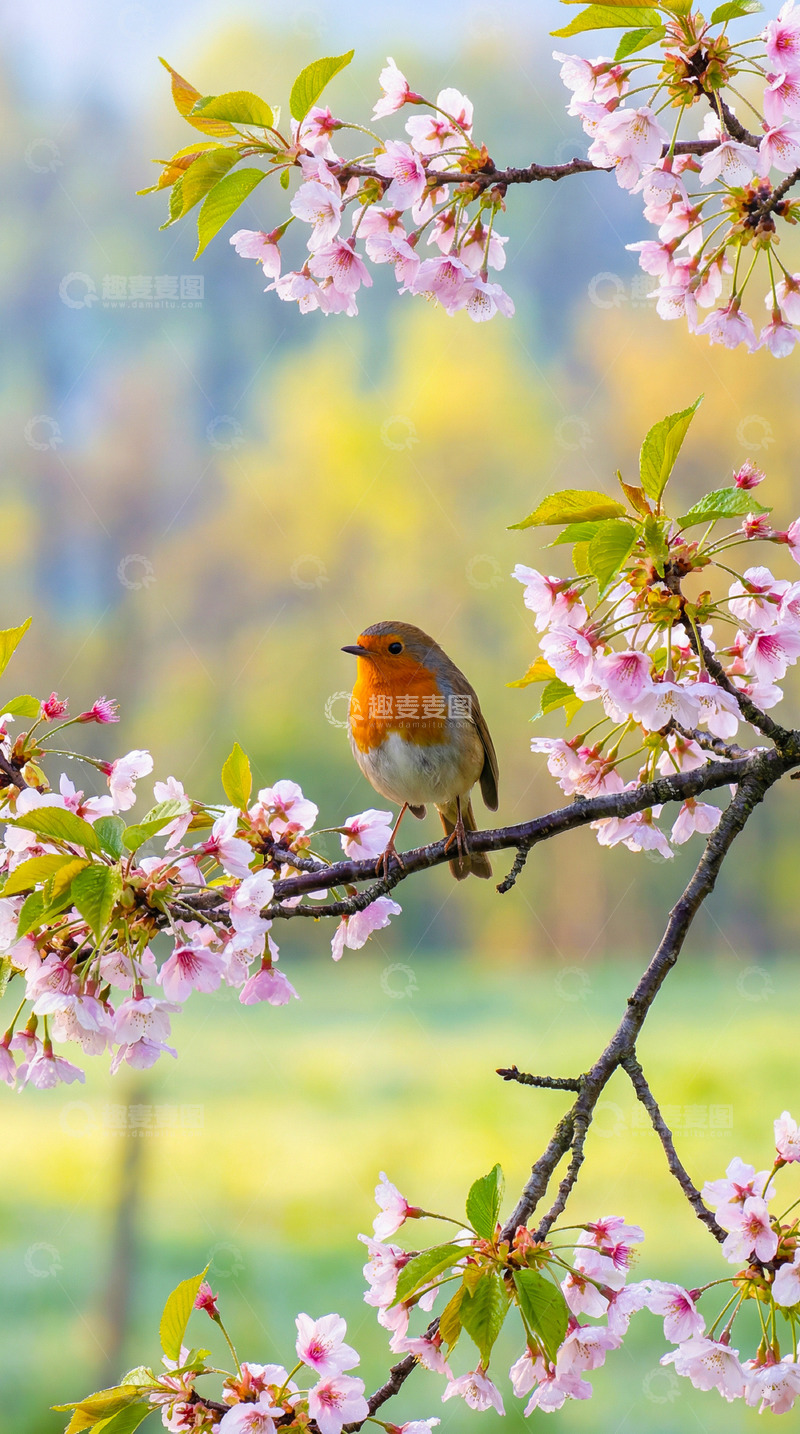 高清大图下载【趣麦麦图】春日樱花与知更鸟