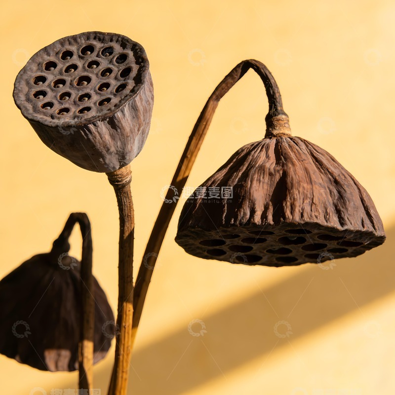 高清大图下载【趣麦麦图】干枯莲蓬图片