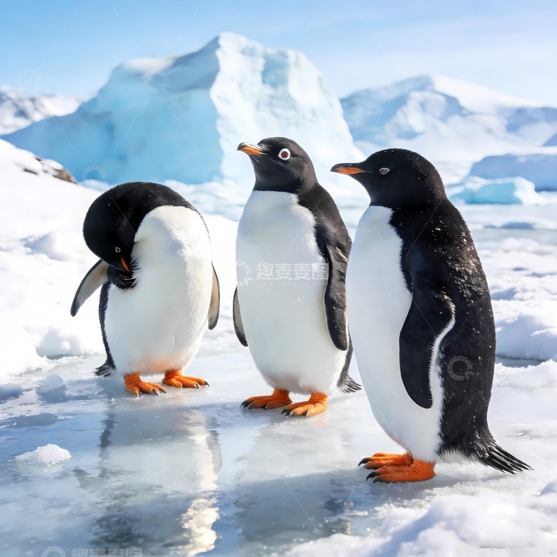 高清大图下载【趣麦麦图】三只南极小企鹅图片1