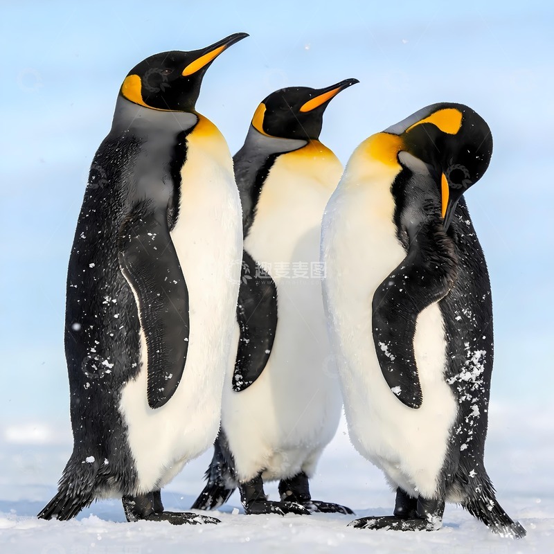 高清大图下载【趣麦麦图】三只南极小企鹅图片3