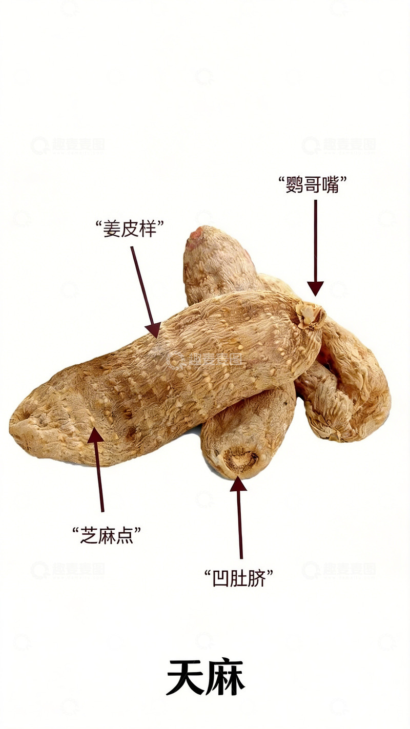 高清大图下载【趣麦麦图】中药材天麻特征图解