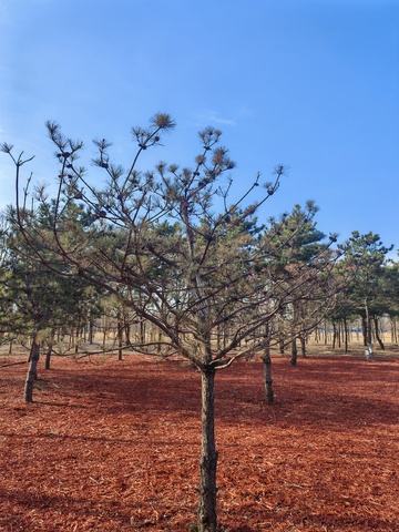 松林秋景风光摄影图片