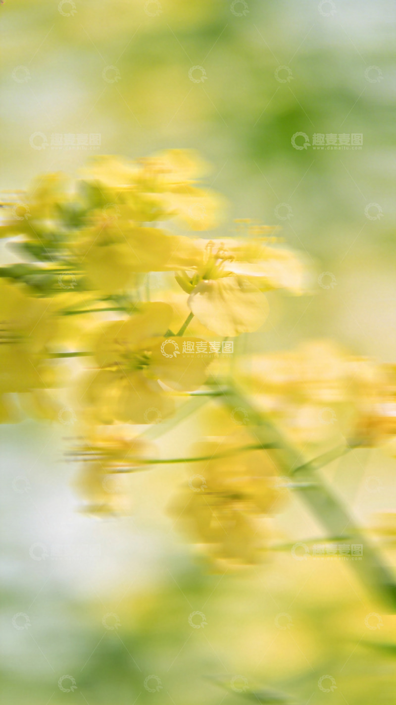 高清大图下载【趣麦麦图】春日油菜花美景摄影
