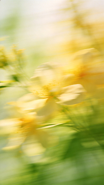 朦胧花影春日风光摄影