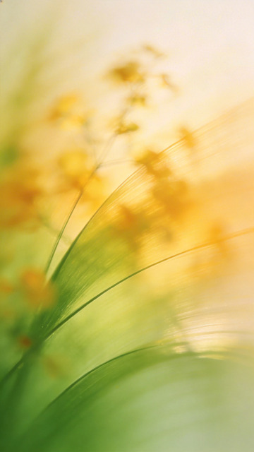 梦幻花草朦胧摄影